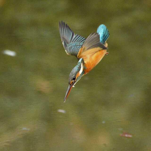 54000007788217957c0f