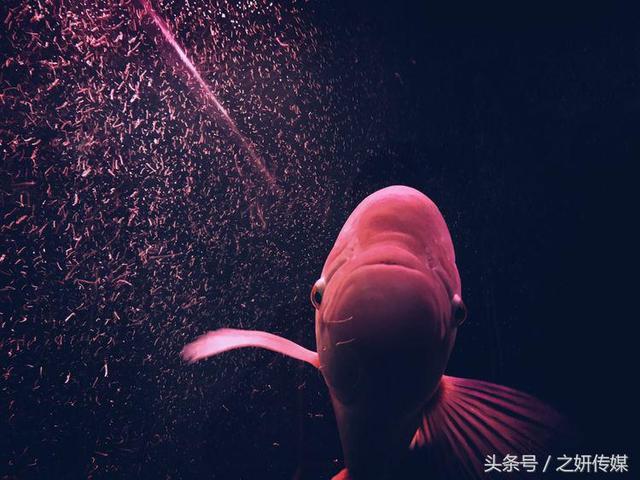 66a500038e7308355823