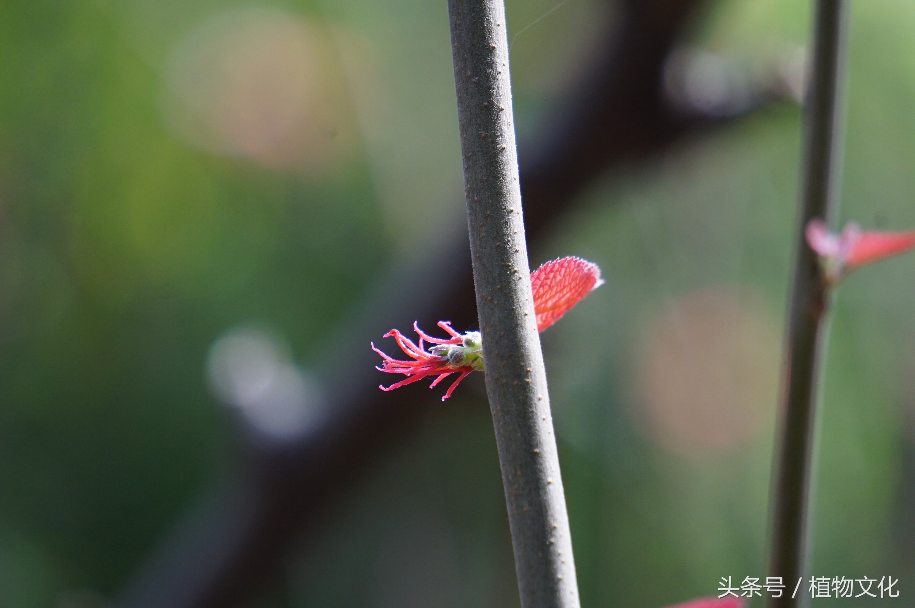 叶比花还红，山麻杆摄影-2.jpg