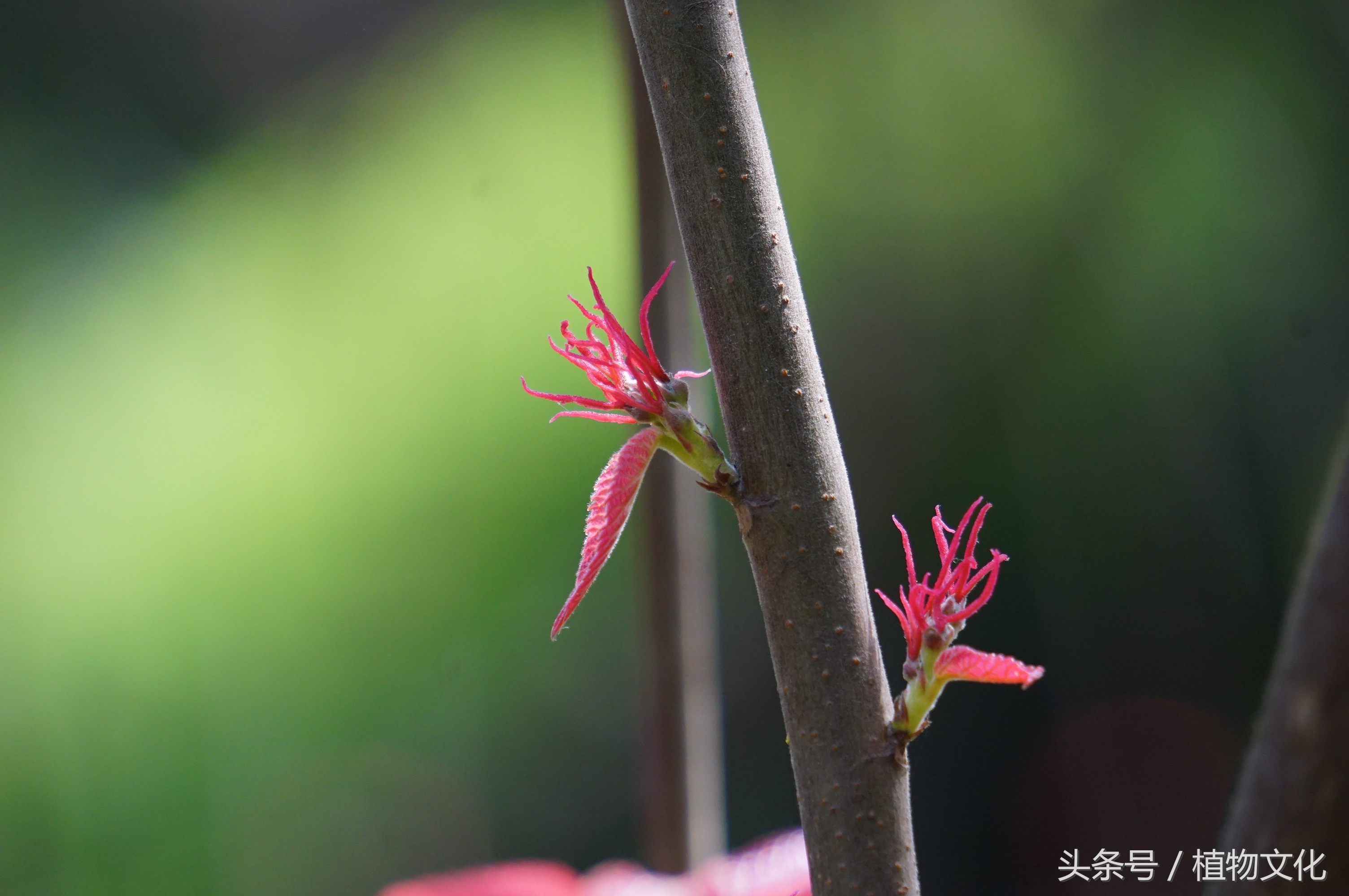 叶比花还红，山麻杆摄影-3.jpg