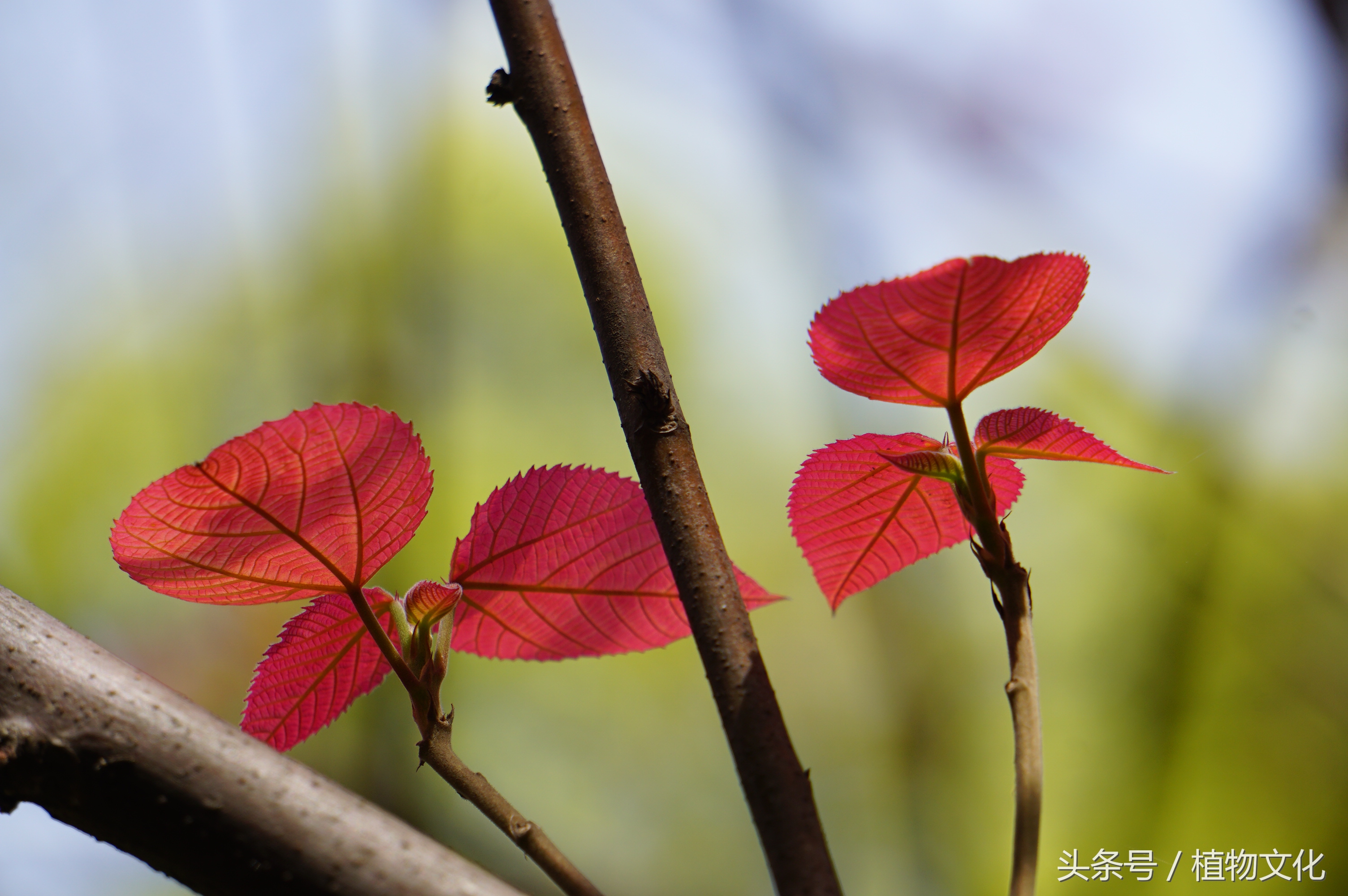 叶比花还红，山麻杆摄影-4.jpg