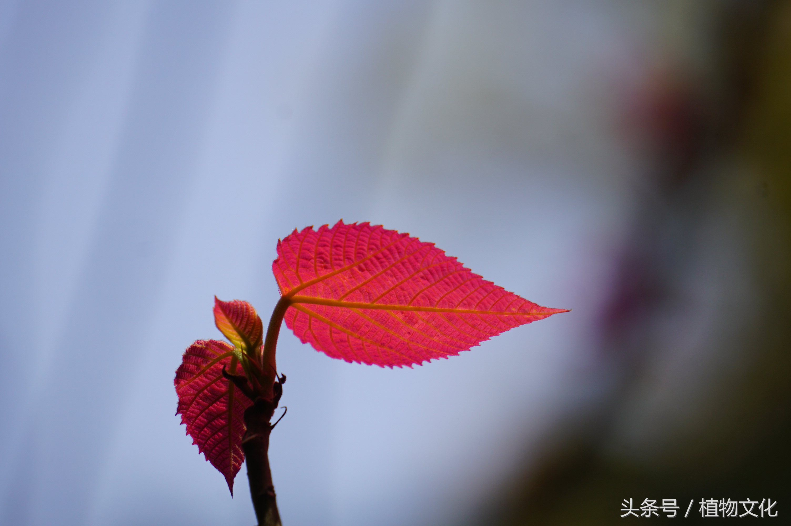 叶比花还红，山麻杆摄影-5.jpg