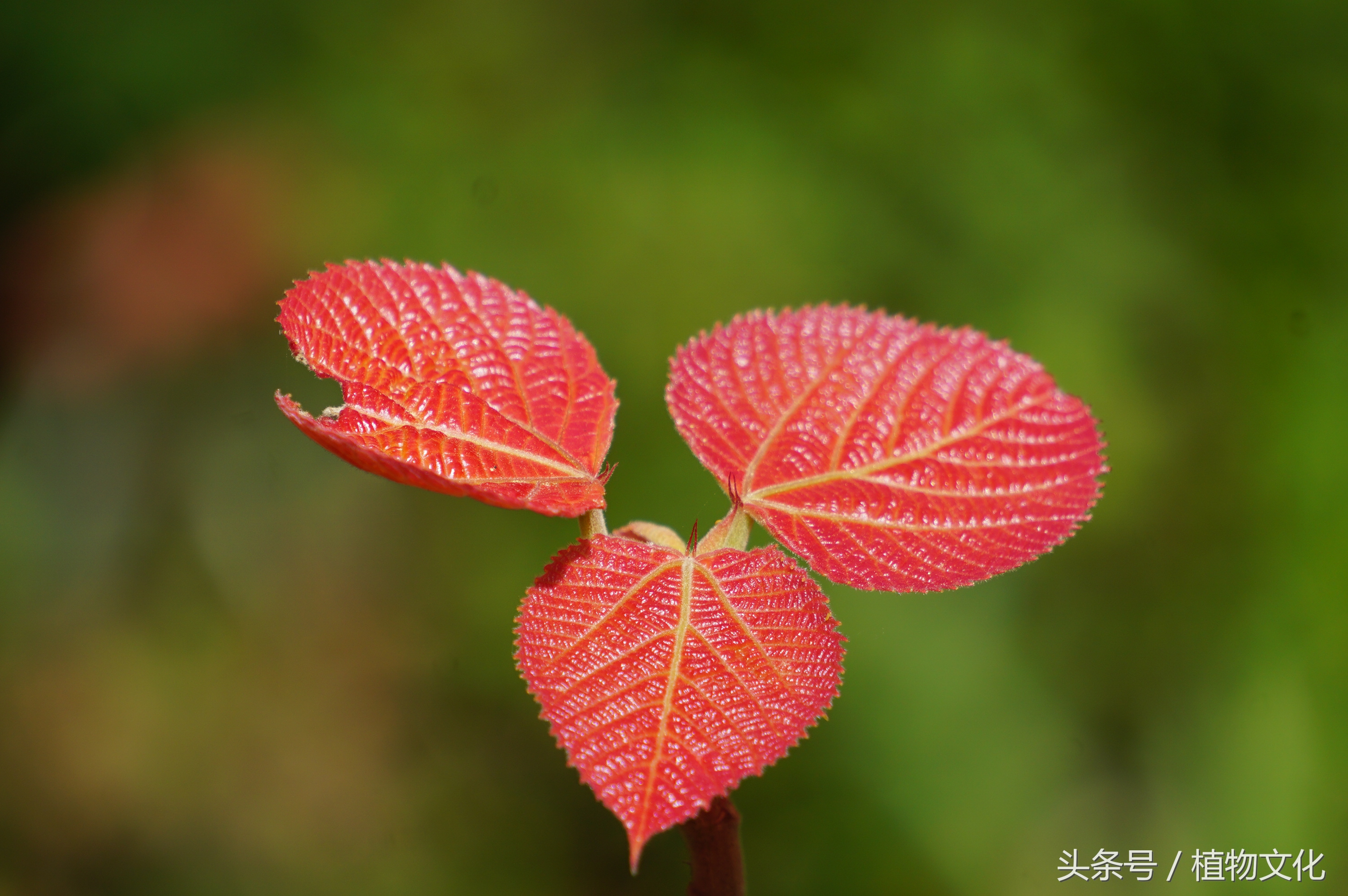 叶比花还红，山麻杆摄影-6.jpg