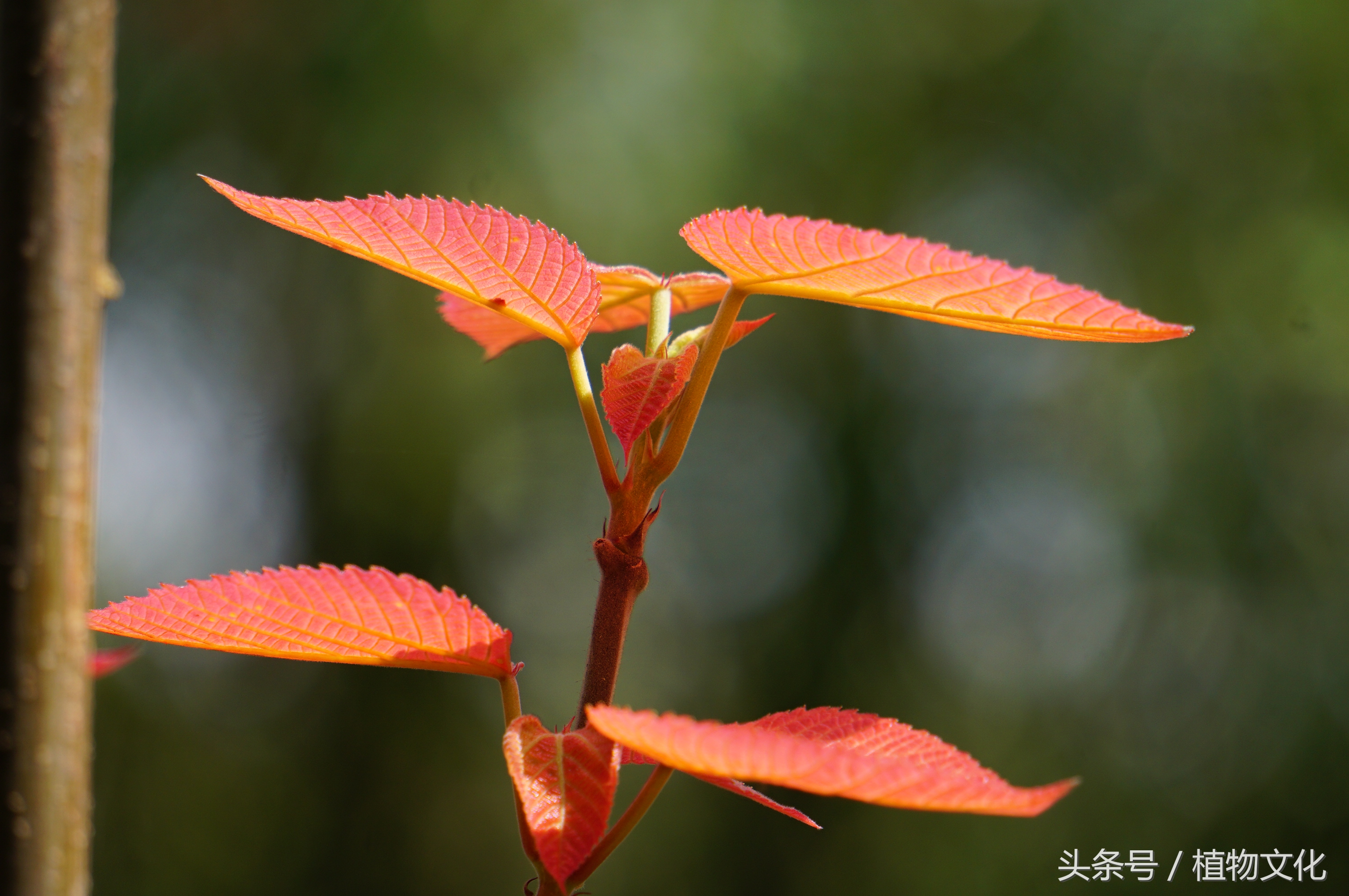 叶比花还红，山麻杆摄影-7.jpg