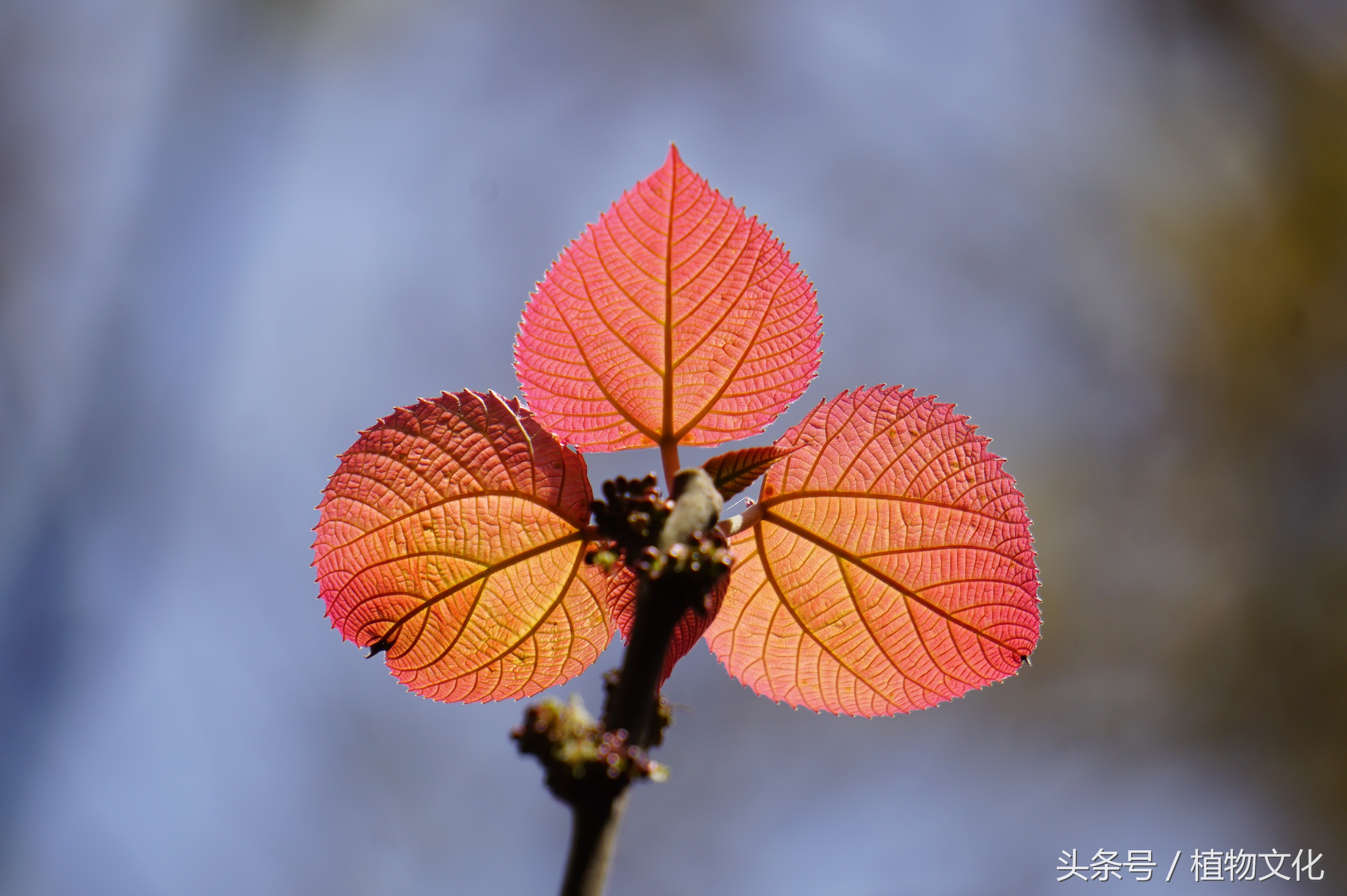 叶比花还红，山麻杆摄影-9.jpg