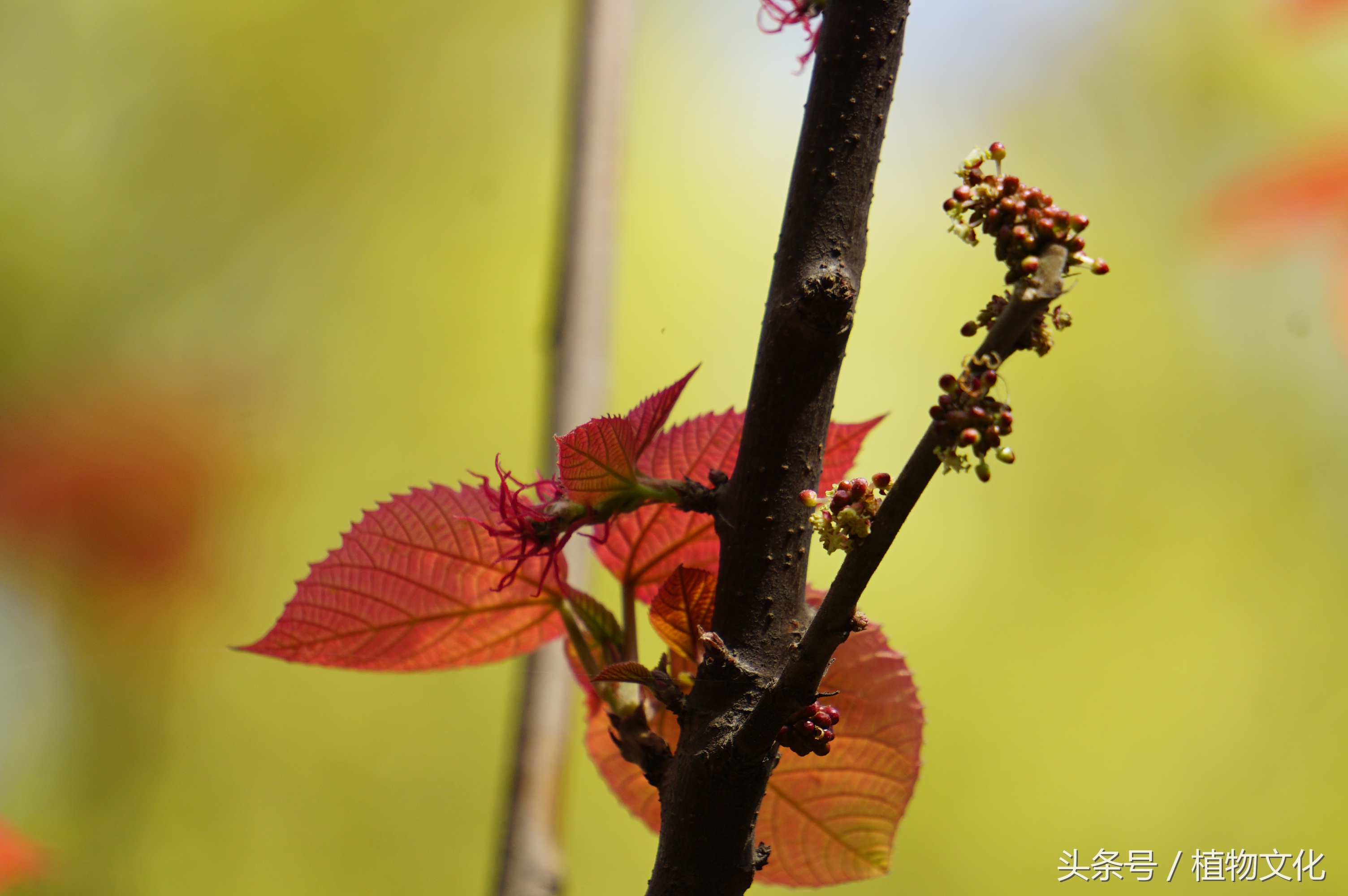 叶比花还红，山麻杆摄影-10.jpg