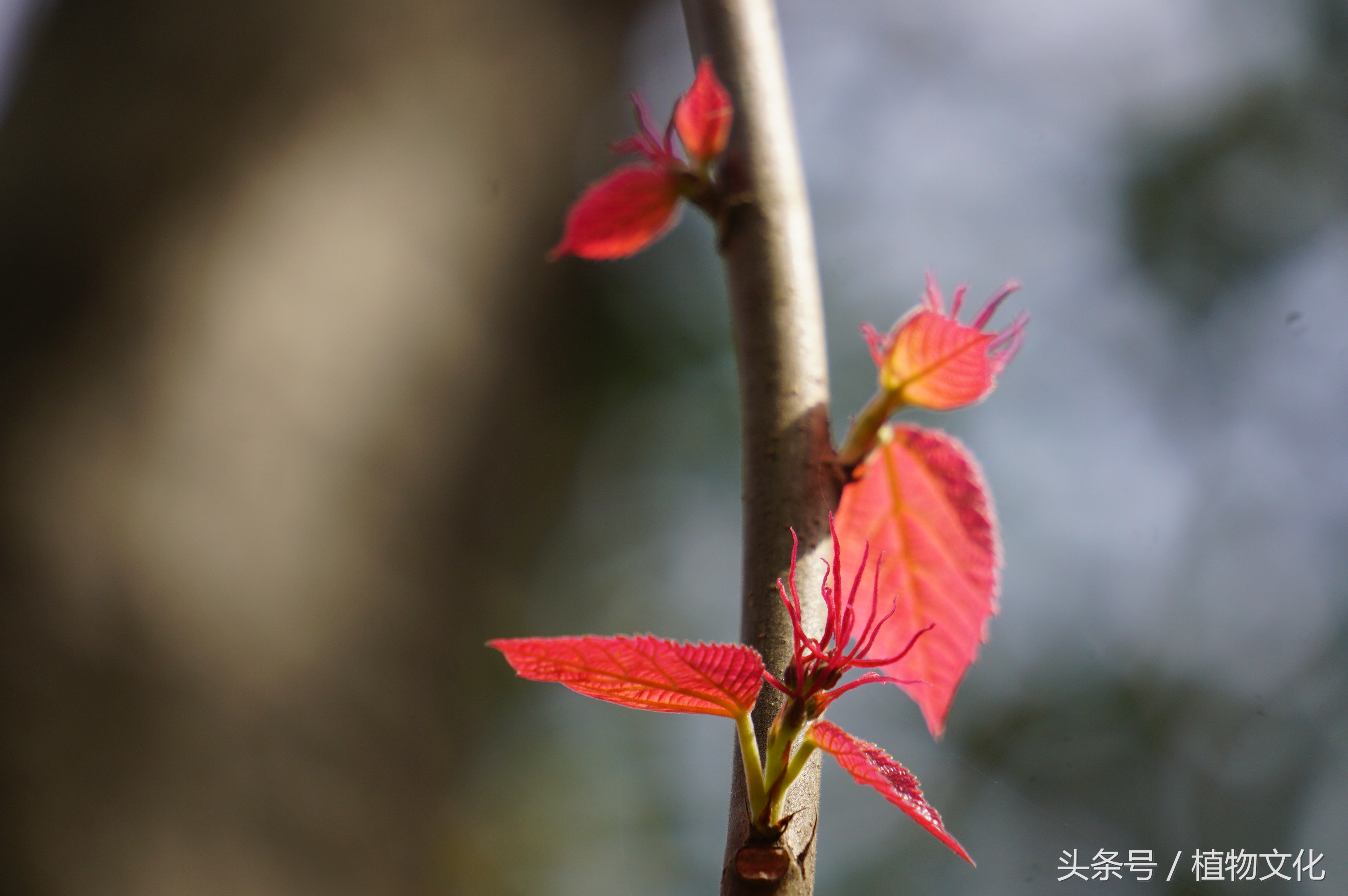 叶比花还红，山麻杆摄影-11.jpg