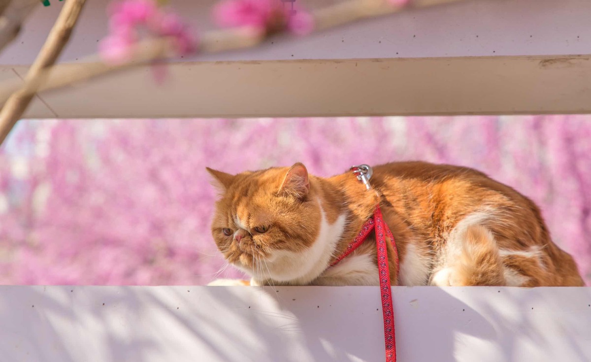 图虫静物摄影：春•猫-1.jpg