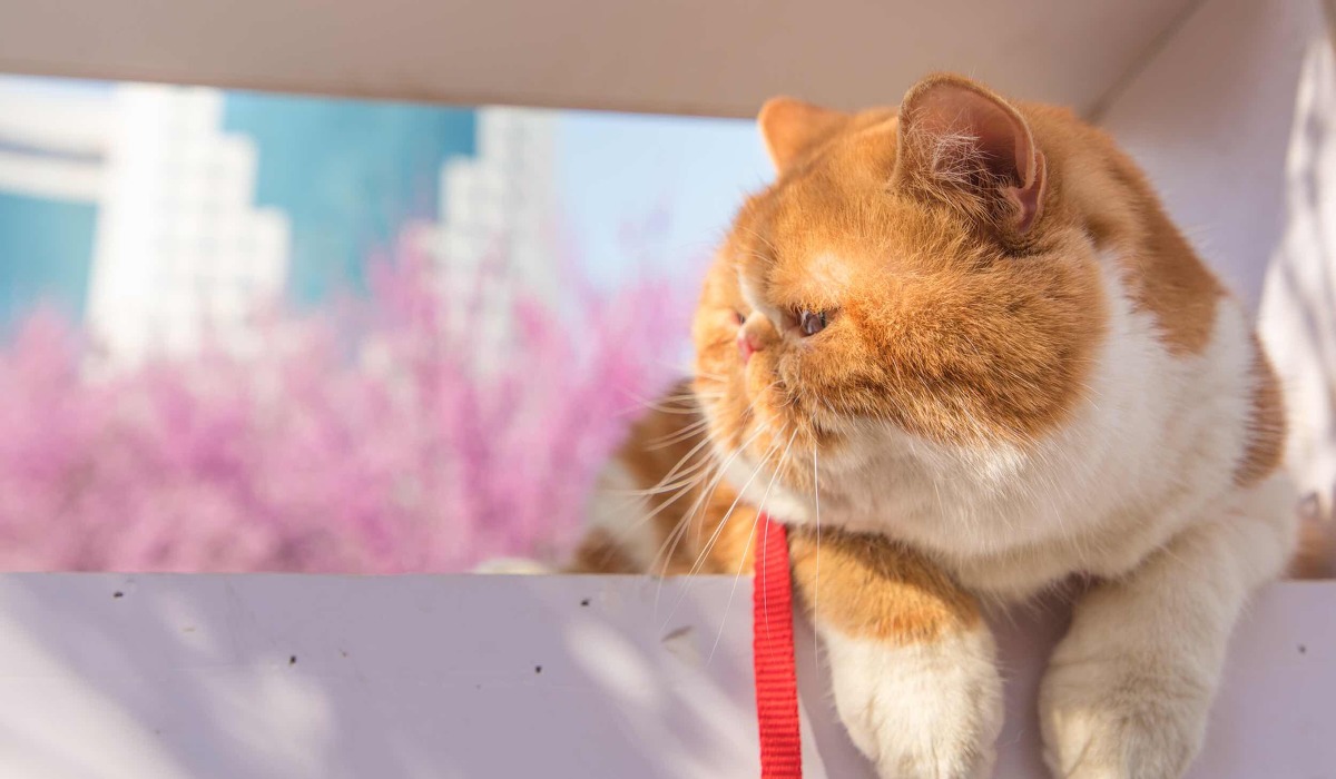 图虫静物摄影：春•猫-2.jpg