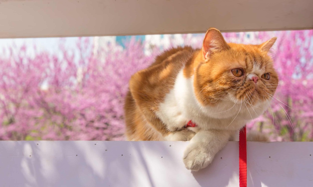图虫静物摄影：春•猫-3.jpg