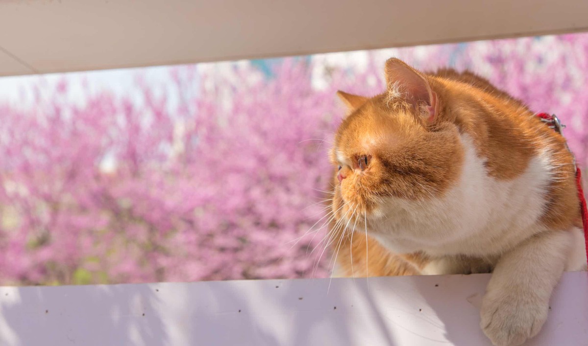 图虫静物摄影：春•猫-4.jpg