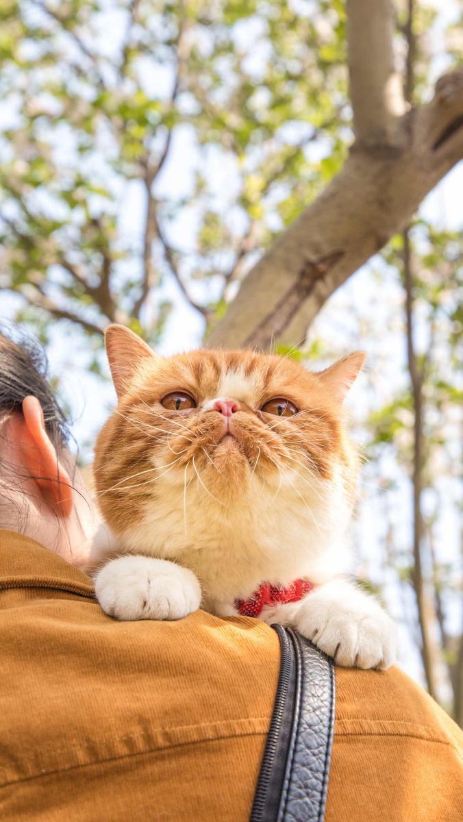 图虫静物摄影：春•猫-5.jpg