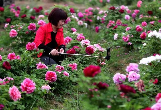 梅花蹲完，樱花蹲；樱花蹲完，桃花蹲；桃花蹲完，梨花蹲；梨花蹲完，郁金香蹲；郁金香蹲完，牡丹花蹲！-2.jpg