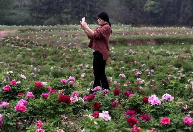 梅花蹲完，樱花蹲；樱花蹲完，桃花蹲；桃花蹲完，梨花蹲；梨花蹲完，郁金香蹲；郁金香蹲完，牡丹花蹲！-7.jpg