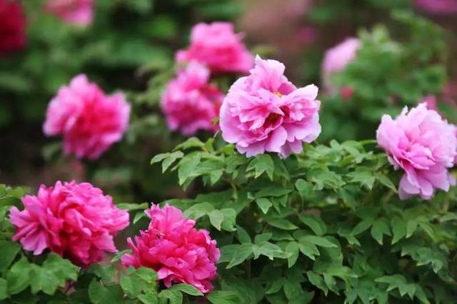 梅花蹲完，樱花蹲；樱花蹲完，桃花蹲；桃花蹲完，梨花蹲；梨花蹲完，郁金香蹲；郁金香蹲完，牡丹花蹲！-16.jpg