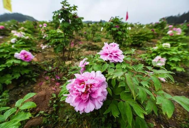梅花蹲完，樱花蹲；樱花蹲完，桃花蹲；桃花蹲完，梨花蹲；梨花蹲完，郁金香蹲；郁金香蹲完，牡丹花蹲！-15.jpg