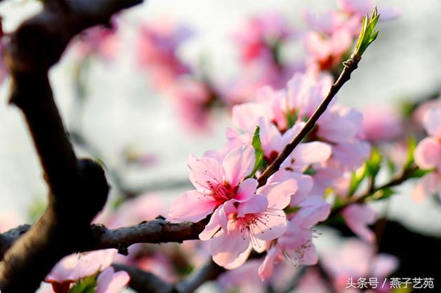 燕子摄影｜桃花春色暖先开，明媚谁人不看来。-15.jpg