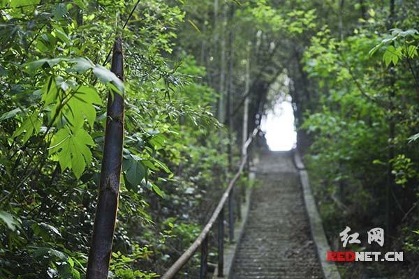 望城“山水黄金园 笋间亲子乐”挖笋大赛4月15日启幕-2.jpg