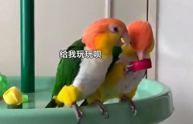 这位鹦鹉朋友我跟你讲，你这样总有一天是要挨打的！-1.jpg