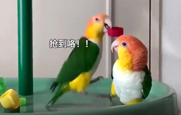 这位鹦鹉朋友我跟你讲，你这样总有一天是要挨打的！-4.jpg