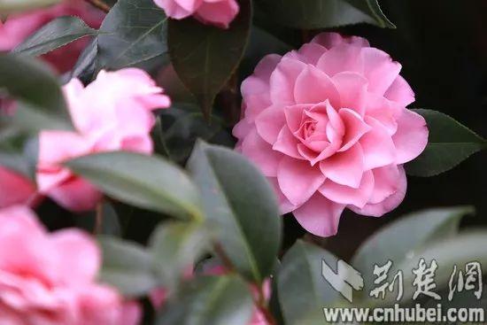 全球才40多个！黄冈这个低调的县却拿了这项国际荣誉！-2.jpg
