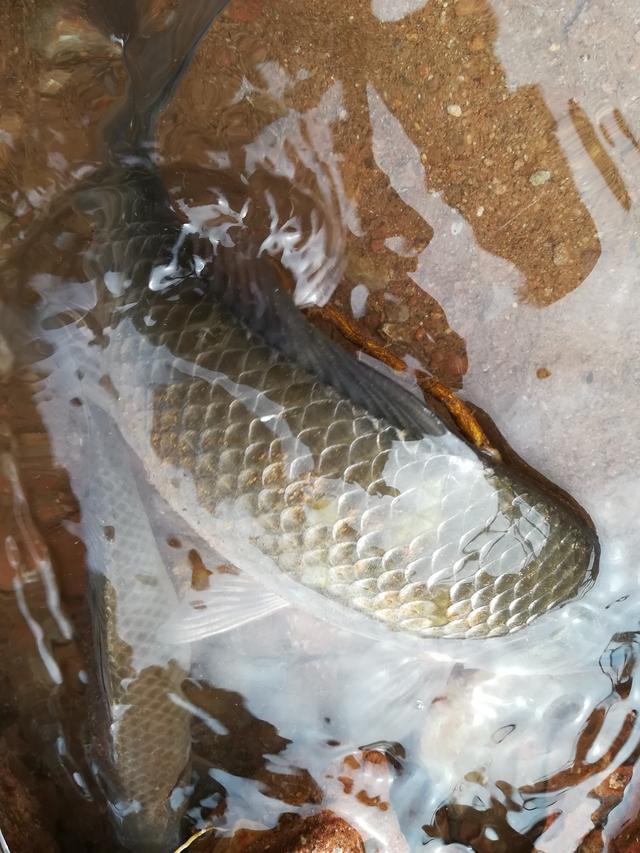 窝料与钓饵如何匹配才能多钓鱼-2.jpg