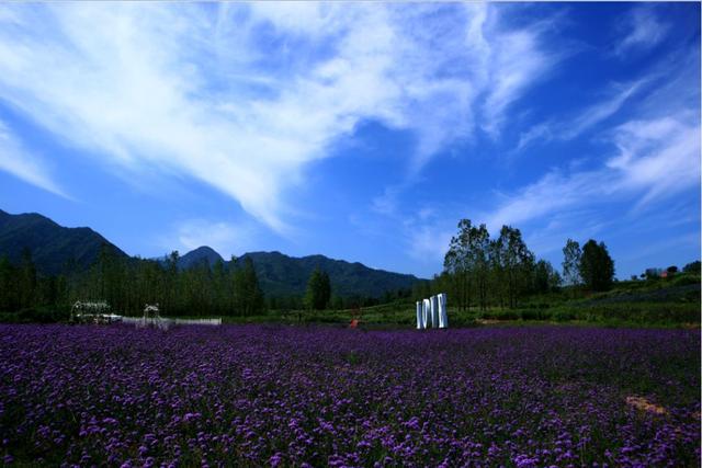 春满中国·醉西安丨2018中国长安国际赏花季暨花海趣骑健身节在杨庄街道圆满举行-8.jpg