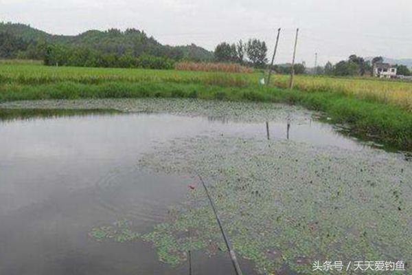 春季钓鲫鱼最有效的垂钓方法，钓鱼老大爷详解朝天钩的技巧要点-4.jpg