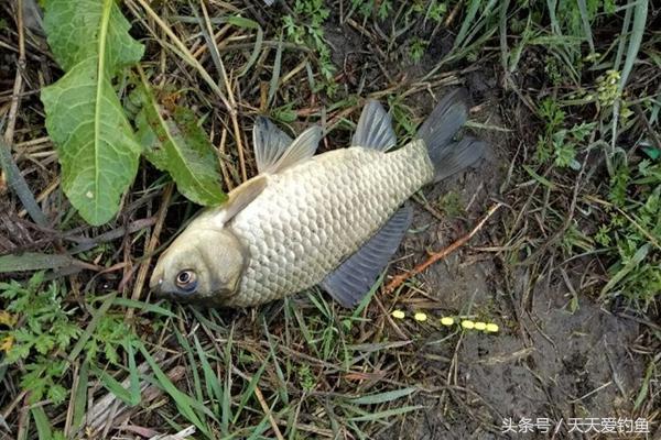 春季钓鲫鱼最有效的垂钓方法，钓鱼老大爷详解朝天钩的技巧要点-5.jpg