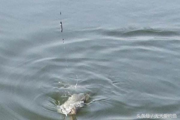 野钓环境复杂，每次抛竿浮漂钓目都不同，应该如何正确抓鱼口呢？-5.jpg