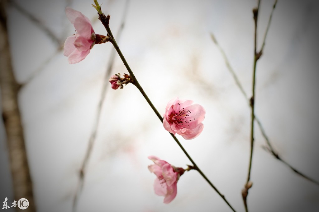 【户外识花木·桃花篇】俏丽枝头，朵朵花开丨亲子共赏-4.jpg