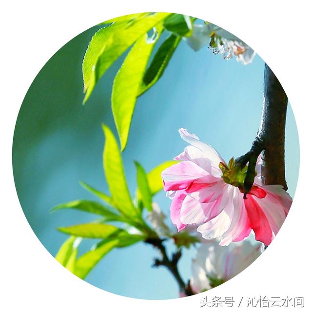 桃花一簇开无主，可爱深红爱浅红-10.jpg