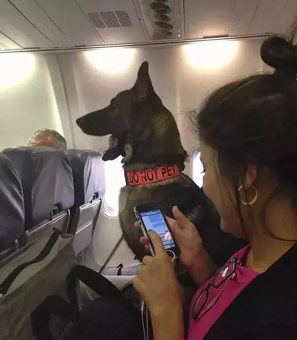 狗、猪、鹰、蛇？这年头，啥都能带上飞机了？国际友人的心真大-2.jpg