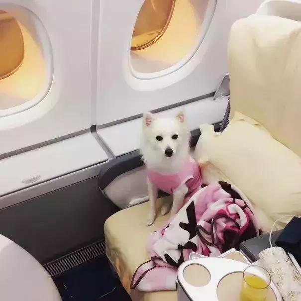 狗、猪、鹰、蛇？这年头，啥都能带上飞机了？国际友人的心真大-9.jpg