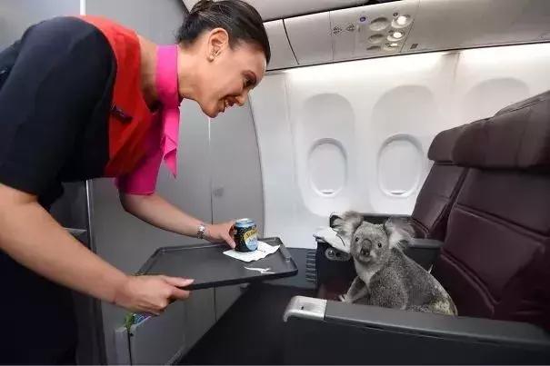 狗、猪、鹰、蛇？这年头，啥都能带上飞机了？国际友人的心真大-13.jpg
