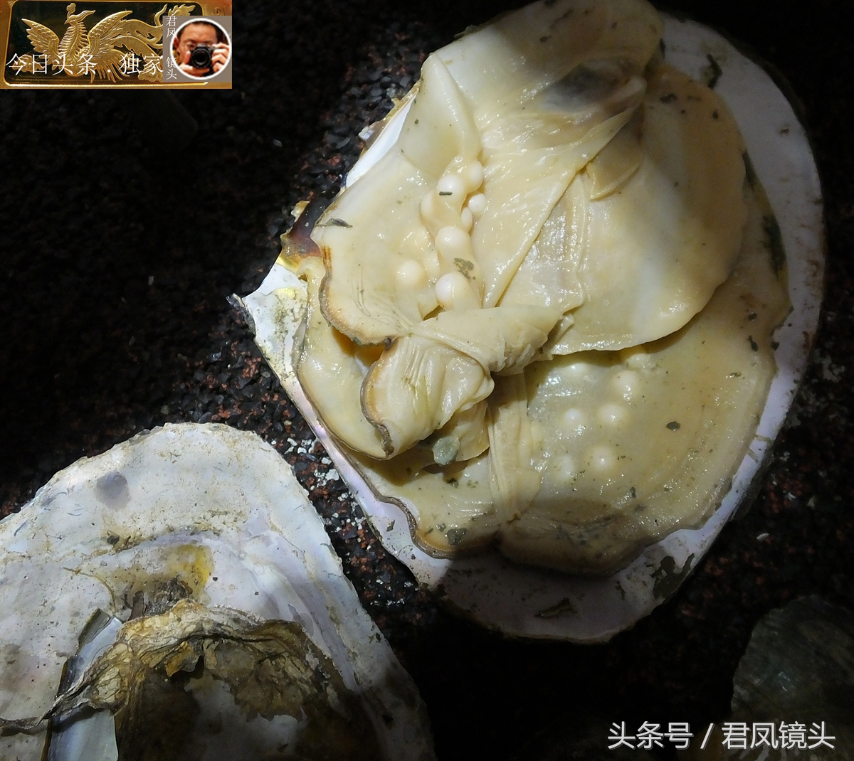 湖北宜昌：商家售卖珍珠，明码标价，珍珠粉可美容！-5.jpg