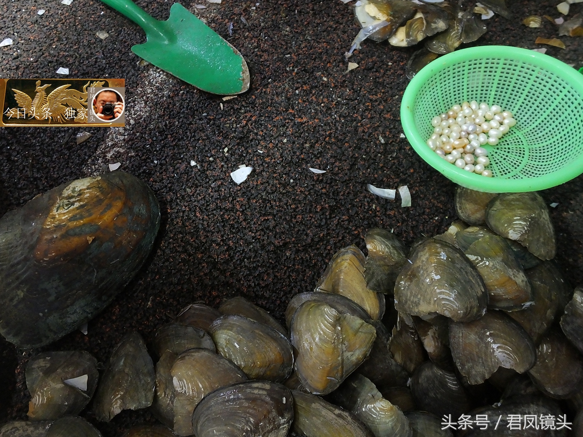 湖北宜昌：商家售卖珍珠，明码标价，珍珠粉可美容！-4.jpg
